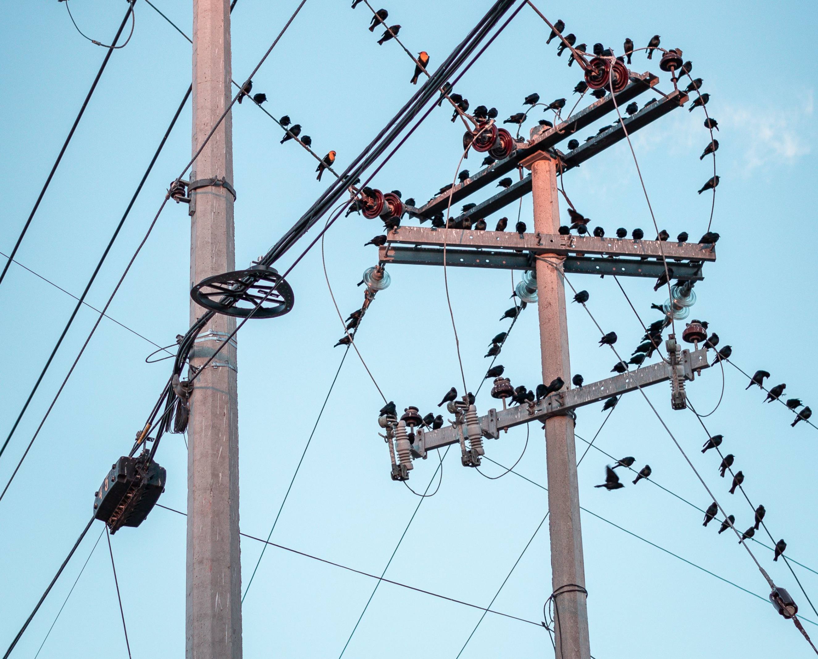 Why Can Birds Sit on Power Lines? — article hero image
